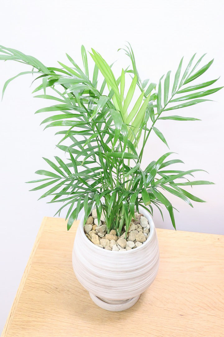 【テーブルヤシ】名前の通りテーブルサイズのかわいいヤシです！