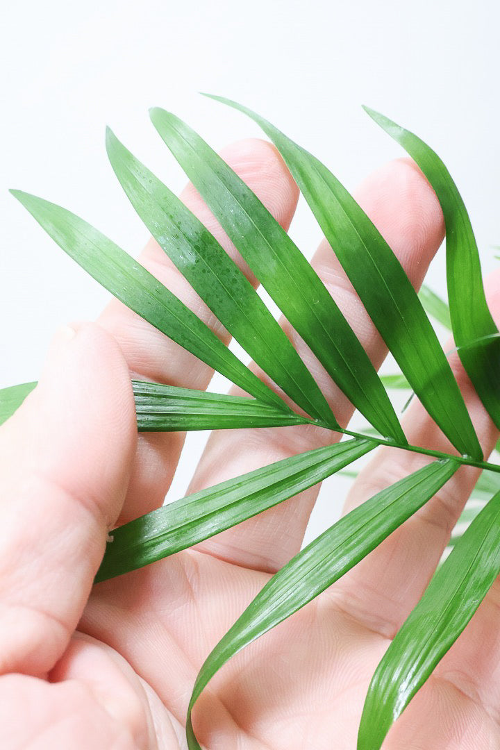 【テーブルヤシ】名前の通りテーブルサイズのかわいいヤシです！