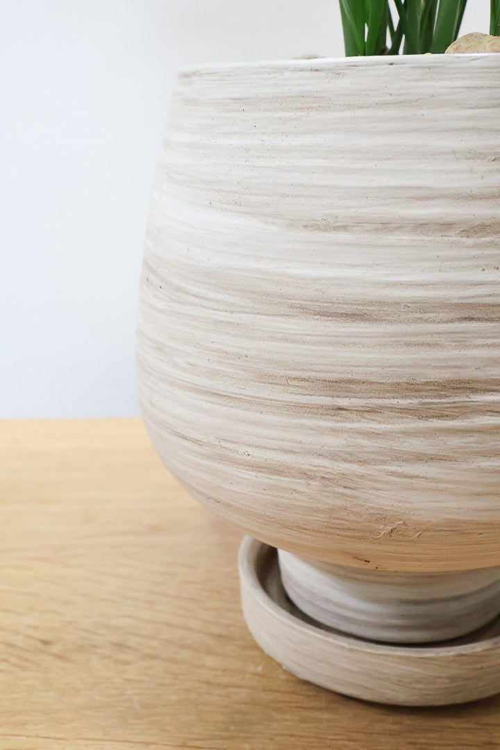 【テーブルヤシ】名前の通りテーブルサイズのかわいいヤシです！