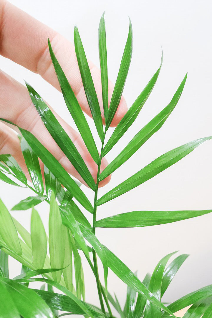 【テーブルヤシ】名前の通りテーブルサイズのかわいいヤシです！