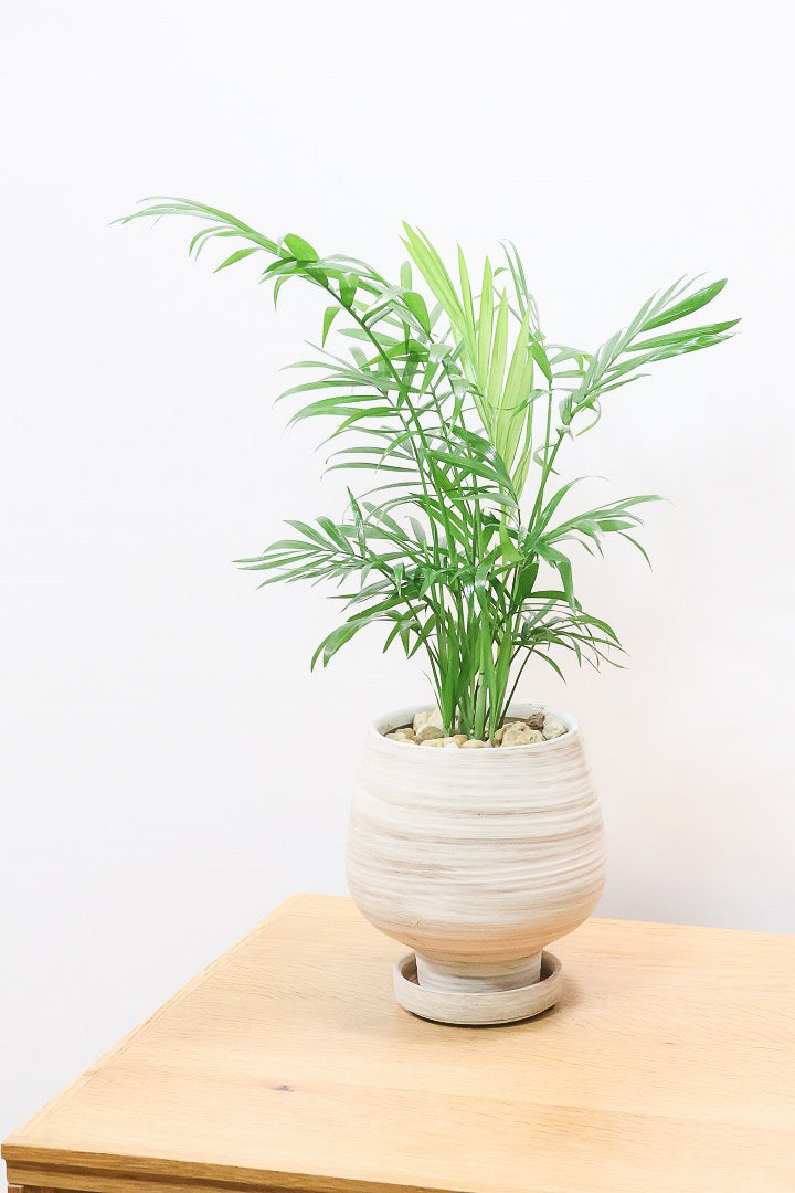 【テーブルヤシ】名前の通りテーブルサイズのかわいいヤシです！