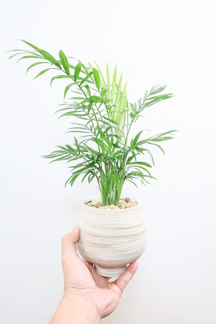 【テーブルヤシ】名前の通りテーブルサイズのかわいいヤシです！