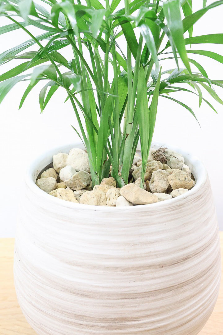 【テーブルヤシ】名前の通りテーブルサイズのかわいいヤシです！