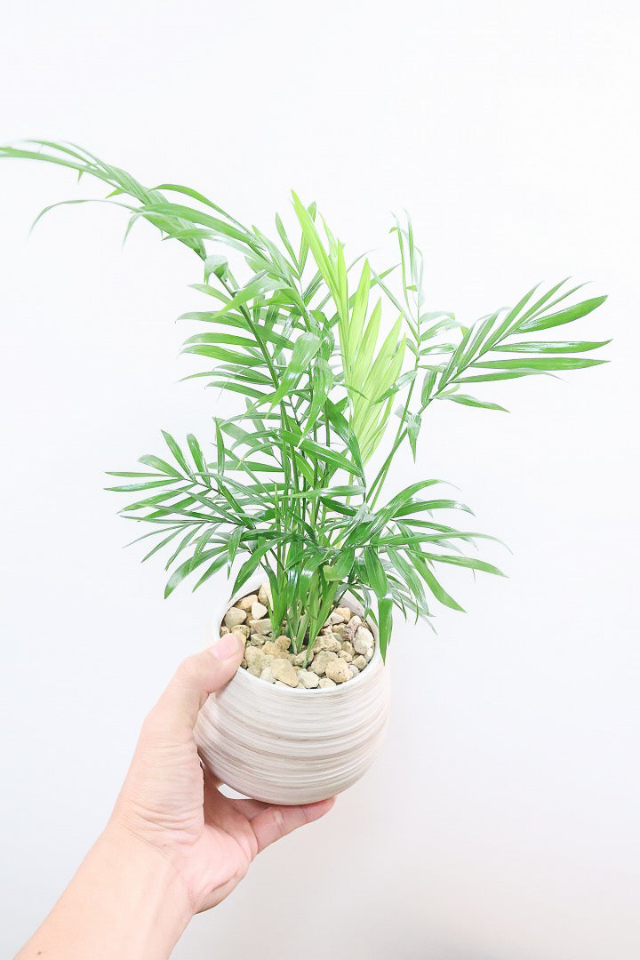 【テーブルヤシ】名前の通りテーブルサイズのかわいいヤシです！