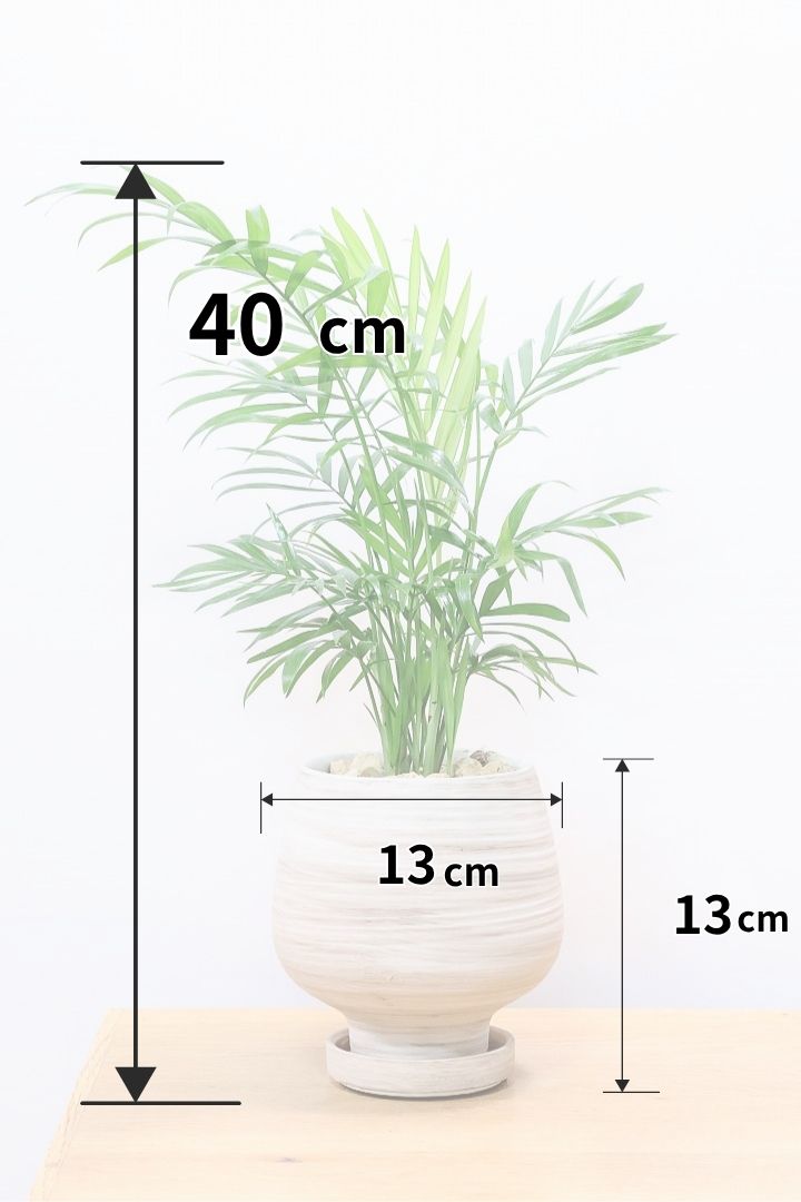 【テーブルヤシ】名前の通りテーブルサイズのかわいいヤシです！