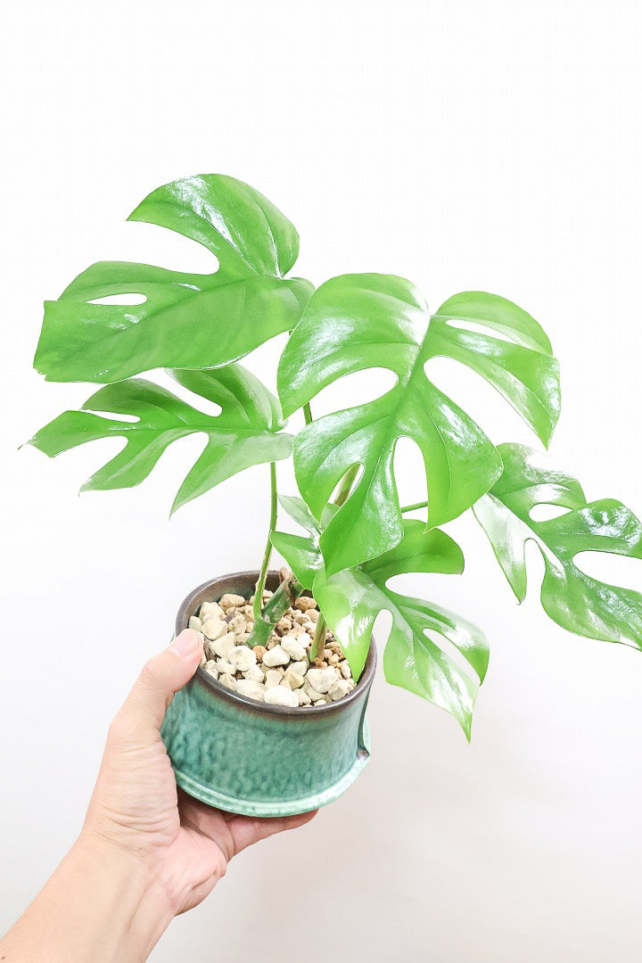 【モンステラ ミニマ】爽やかなグリーンのPOT！癒しのナチュラル樹形！シンプルな中に奥深しさがありますよ！