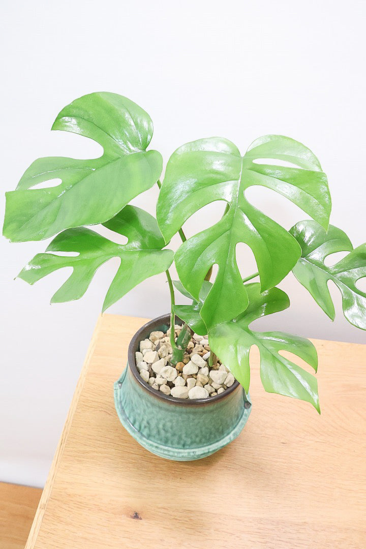 【モンステラ ミニマ】爽やかなグリーンのPOT！癒しのナチュラル樹形！シンプルな中に奥深しさがありますよ！