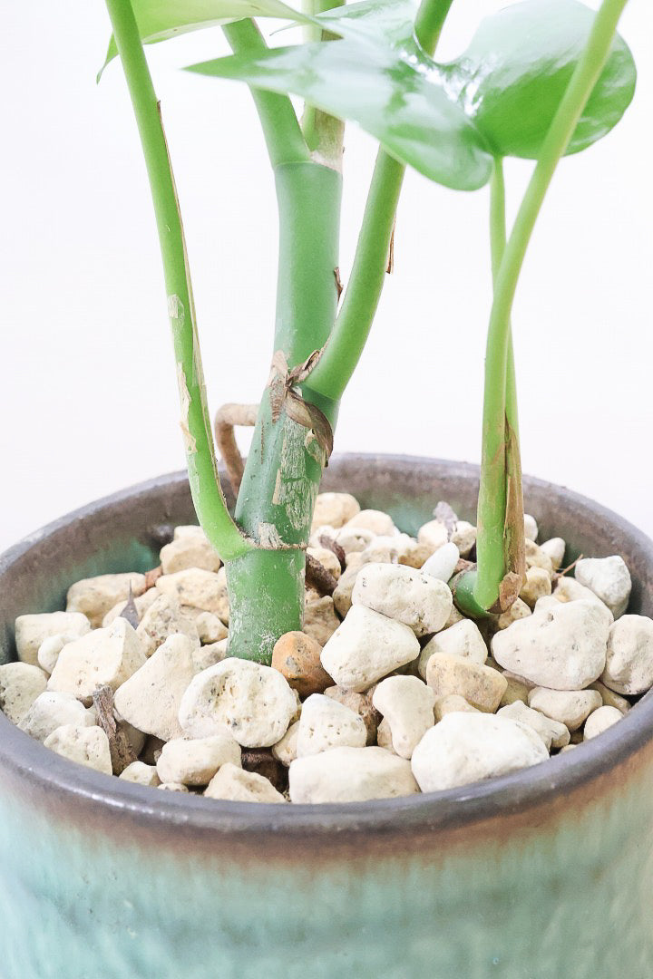 【モンステラ ミニマ】爽やかなグリーンのPOT！癒しのナチュラル樹形！シンプルな中に奥深しさがありますよ！