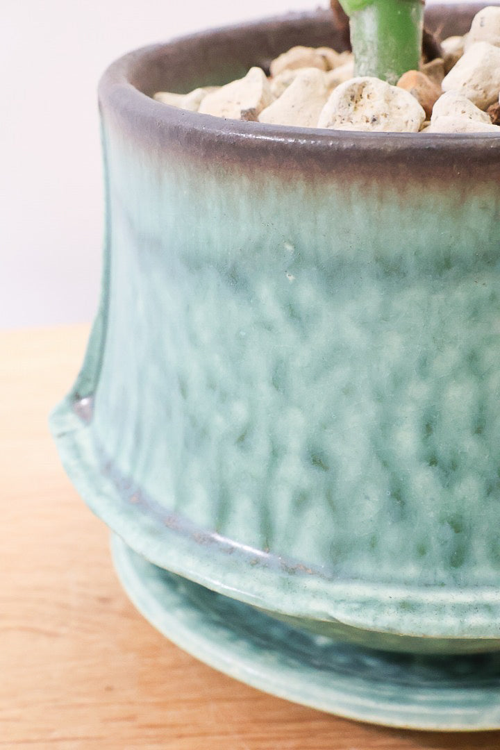 【モンステラ ミニマ】爽やかなグリーンのPOT！癒しのナチュラル樹形！シンプルな中に奥深しさがありますよ！