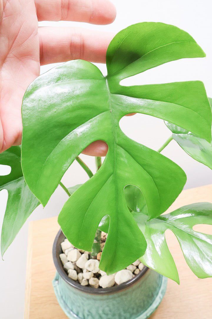 【モンステラ ミニマ】爽やかなグリーンのPOT！癒しのナチュラル樹形！シンプルな中に奥深しさがありますよ！