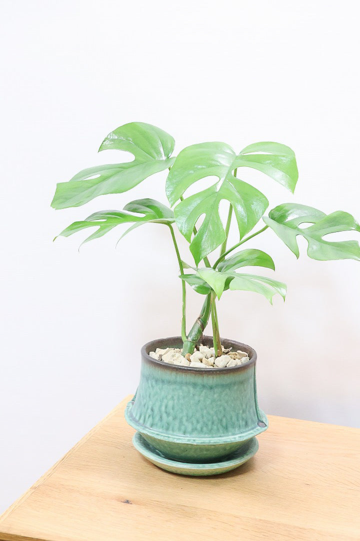 【モンステラ ミニマ】爽やかなグリーンのPOT！癒しのナチュラル樹形！シンプルな中に奥深しさがありますよ！