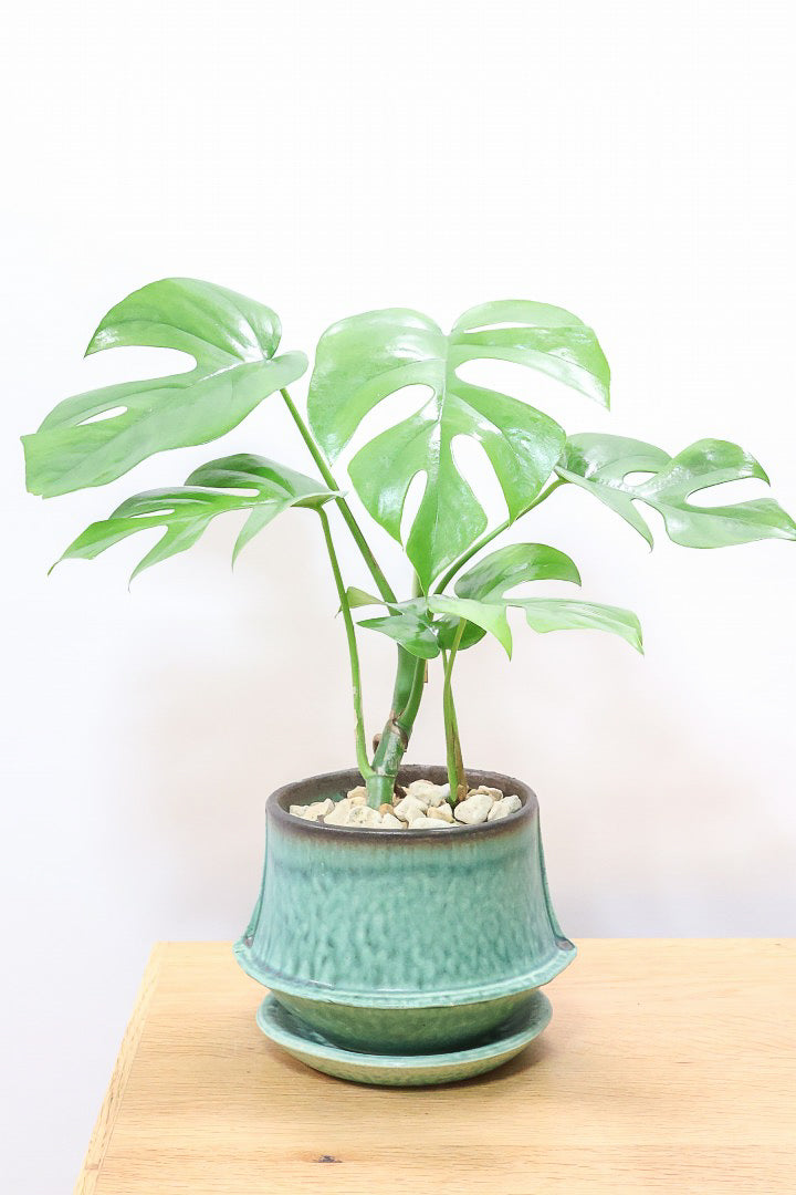 【モンステラ ミニマ】爽やかなグリーンのPOT！癒しのナチュラル樹形！シンプルな中に奥深しさがありますよ！