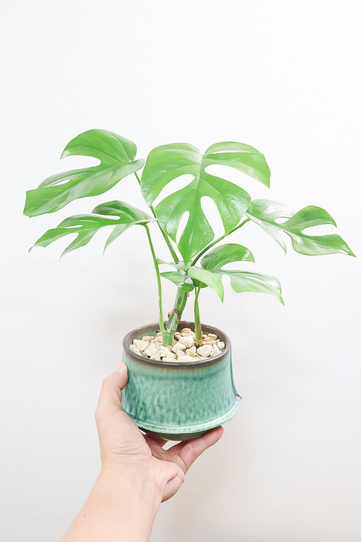 【モンステラ ミニマ】爽やかなグリーンのPOT！癒しのナチュラル樹形！シンプルな中に奥深しさがありますよ！
