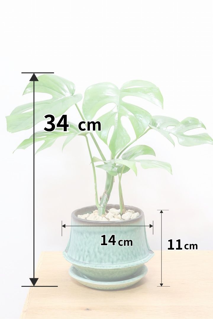 【モンステラ ミニマ】爽やかなグリーンのPOT！癒しのナチュラル樹形！シンプルな中に奥深しさがありますよ！