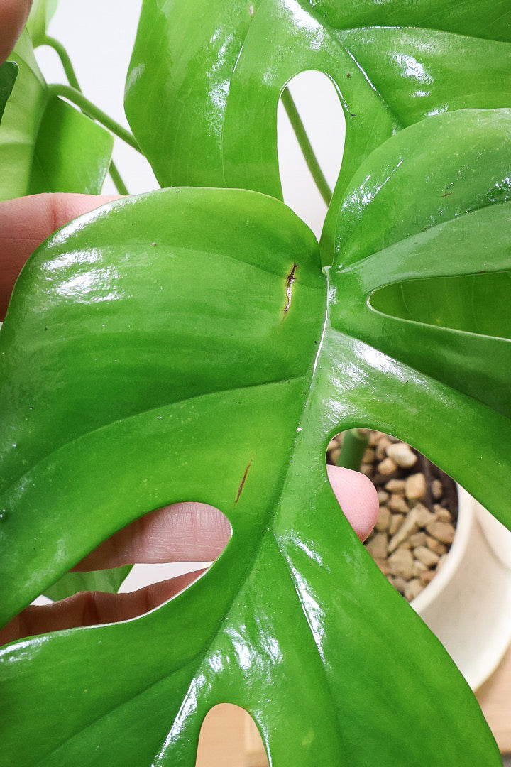 【モンステラ ミニマ】ナチュラルなアイボリーのPOT！癒しのナチュラル樹形！シンプルな中に奥深しさがありますよ！