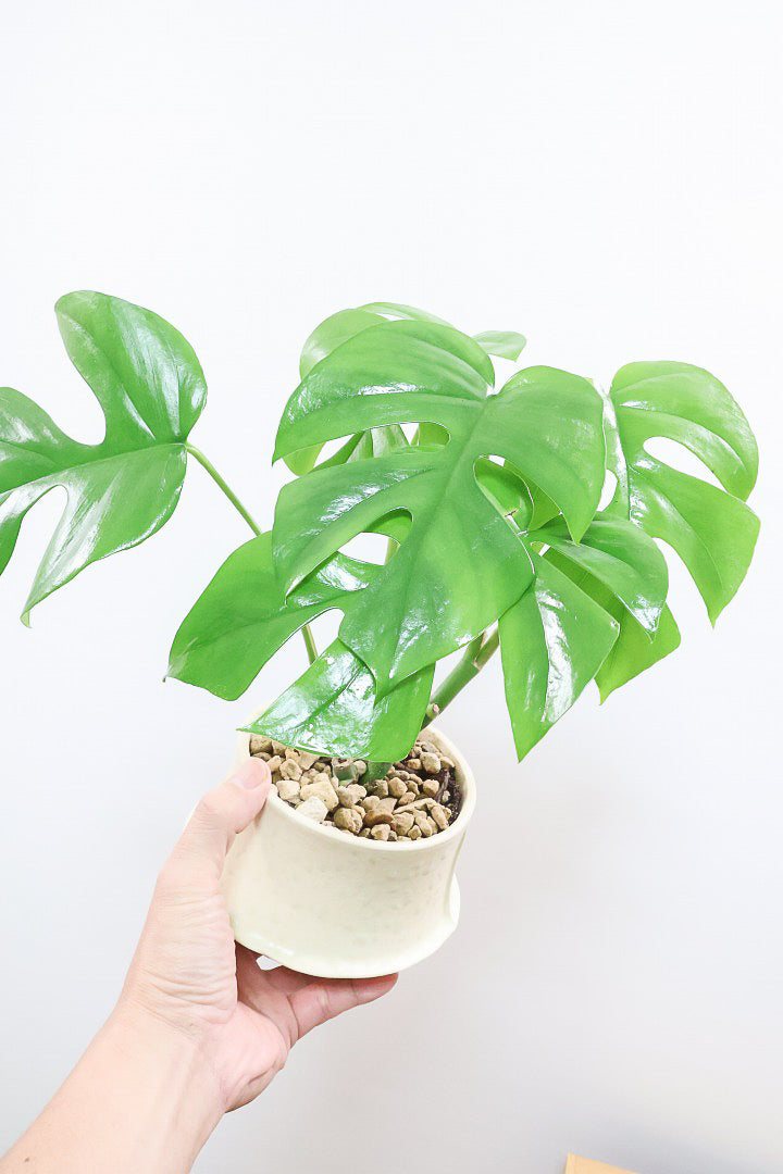 【モンステラ ミニマ】ナチュラルなアイボリーのPOT！癒しのナチュラル樹形！シンプルな中に奥深しさがありますよ！