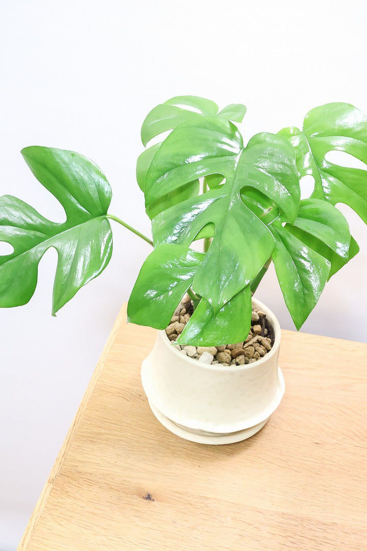 【モンステラ ミニマ】ナチュラルなアイボリーのPOT！癒しのナチュラル樹形！シンプルな中に奥深しさがありますよ！