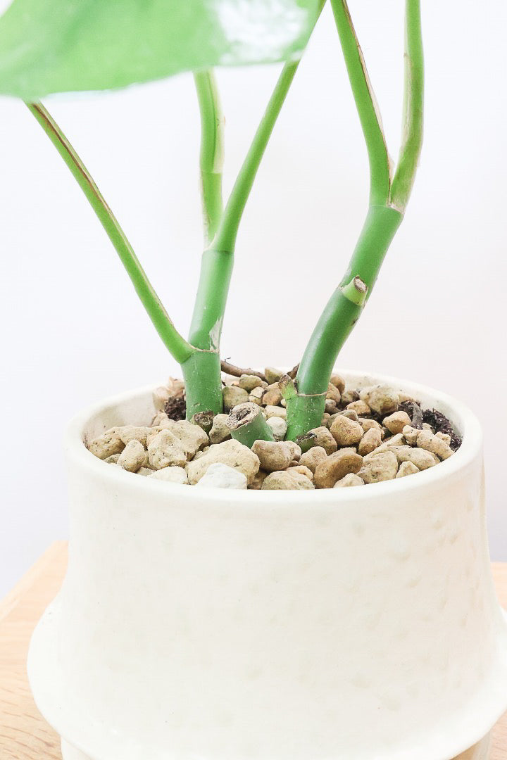 【モンステラ ミニマ】ナチュラルなアイボリーのPOT！癒しのナチュラル樹形！シンプルな中に奥深しさがありますよ！