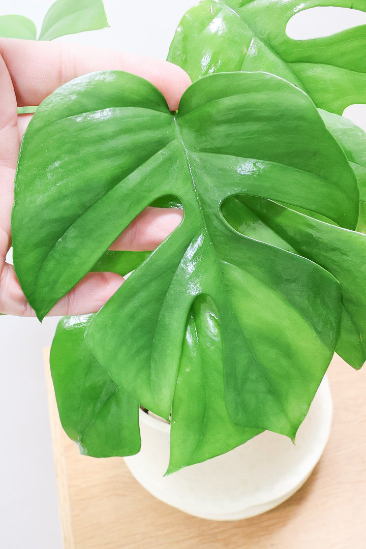 【モンステラ ミニマ】ナチュラルなアイボリーのPOT！癒しのナチュラル樹形！シンプルな中に奥深しさがありますよ！