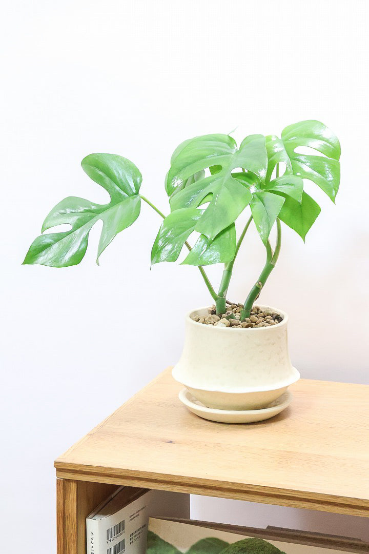 【モンステラ ミニマ】ナチュラルなアイボリーのPOT！癒しのナチュラル樹形！シンプルな中に奥深しさがありますよ！