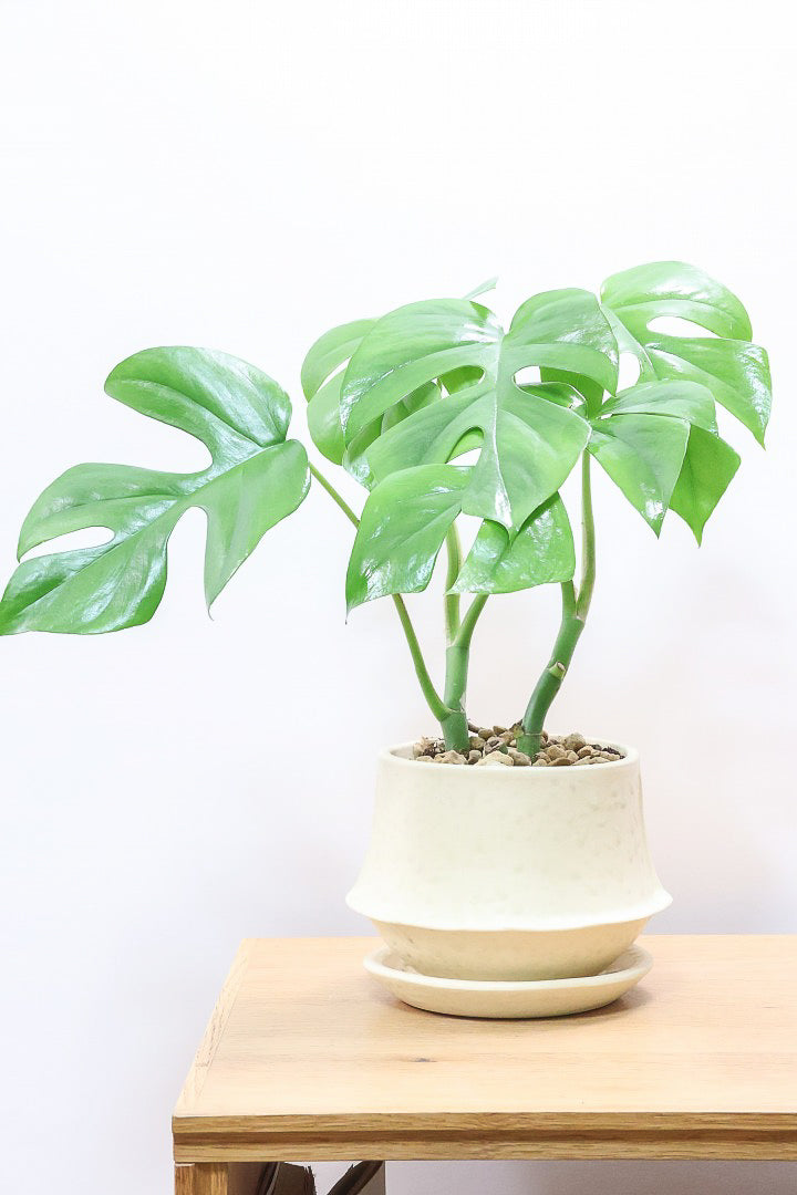 【モンステラ ミニマ】ナチュラルなアイボリーのPOT！癒しのナチュラル樹形！シンプルな中に奥深しさがありますよ！