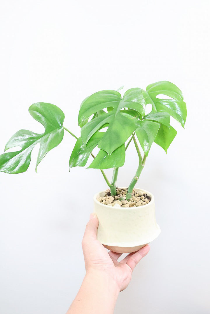 【モンステラ ミニマ】ナチュラルなアイボリーのPOT！癒しのナチュラル樹形！シンプルな中に奥深しさがありますよ！