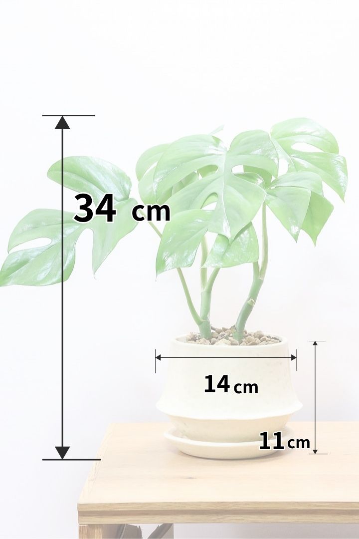 【モンステラ ミニマ】ナチュラルなアイボリーのPOT！癒しのナチュラル樹形！シンプルな中に奥深しさがありますよ！