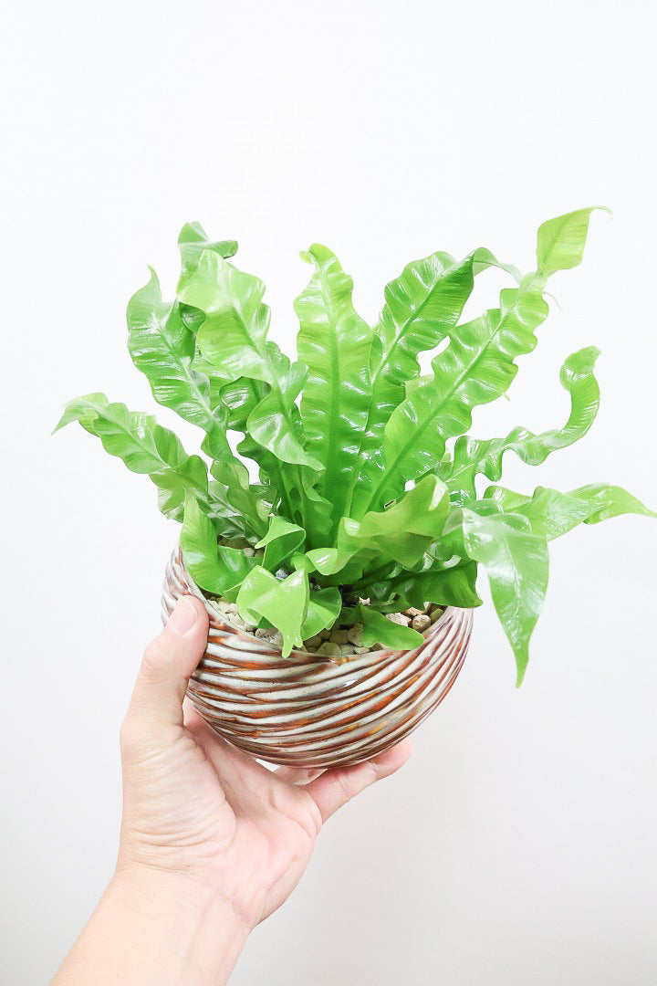 【アスプレニウム クリスピーウェーブ】APEGO初入荷！ウェーブした葉形がたまらなくかわいいんです！日陰に強く育てやすい観葉植物です！