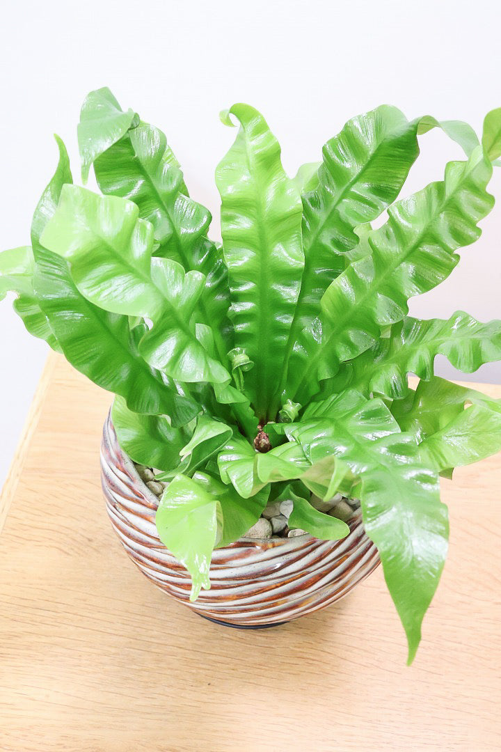 【アスプレニウム クリスピーウェーブ】APEGO初入荷！ウェーブした葉形がたまらなくかわいいんです！日陰に強く育てやすい観葉植物です！