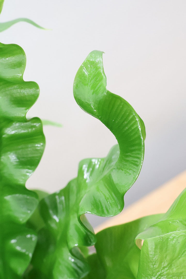 【アスプレニウム クリスピーウェーブ】APEGO初入荷！ウェーブした葉形がたまらなくかわいいんです！日陰に強く育てやすい観葉植物です！