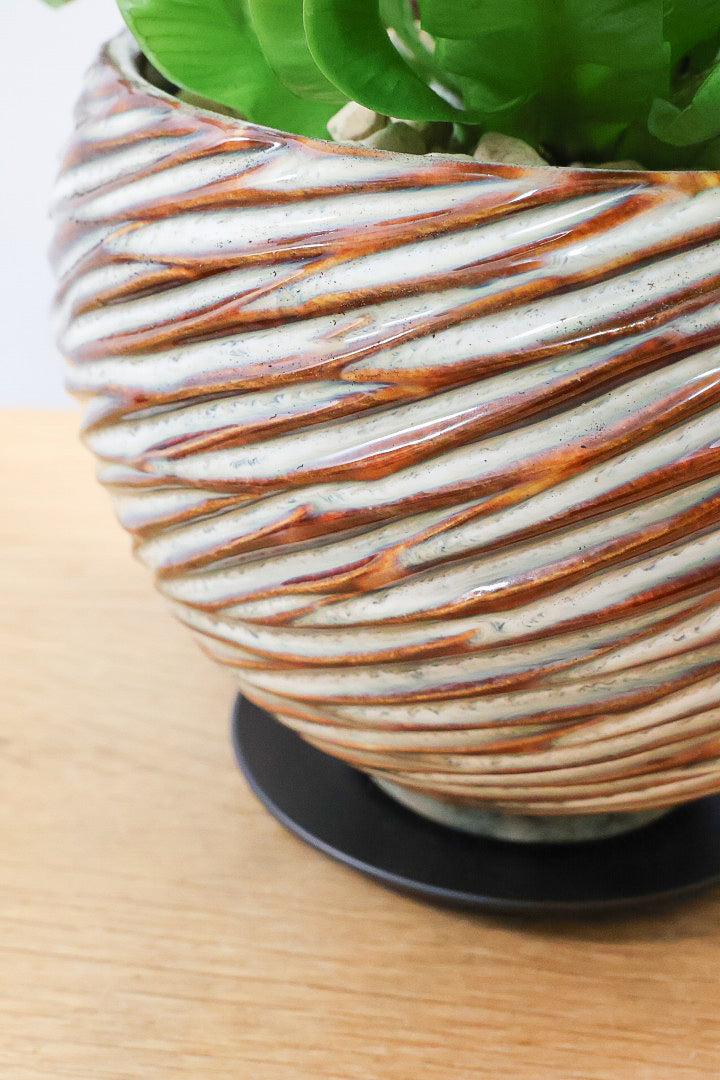 【アスプレニウム クリスピーウェーブ】APEGO初入荷！ウェーブした葉形がたまらなくかわいいんです！日陰に強く育てやすい観葉植物です！