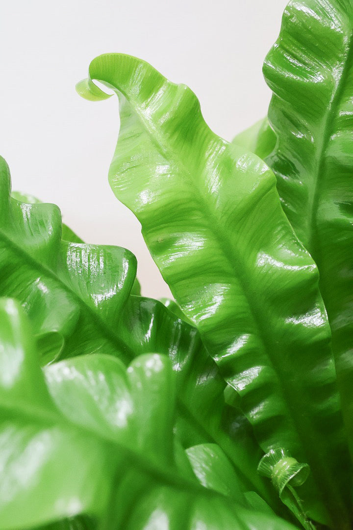 【アスプレニウム クリスピーウェーブ】APEGO初入荷！ウェーブした葉形がたまらなくかわいいんです！日陰に強く育てやすい観葉植物です！