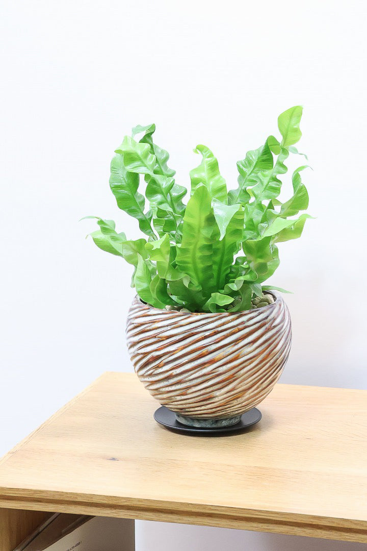 【アスプレニウム クリスピーウェーブ】APEGO初入荷！ウェーブした葉形がたまらなくかわいいんです！日陰に強く育てやすい観葉植物です！