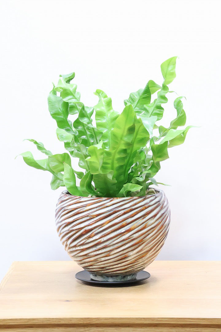 【アスプレニウム クリスピーウェーブ】APEGO初入荷！ウェーブした葉形がたまらなくかわいいんです！日陰に強く育てやすい観葉植物です！