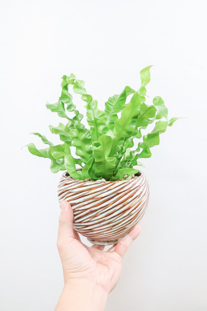 【アスプレニウム クリスピーウェーブ】APEGO初入荷！ウェーブした葉形がたまらなくかわいいんです！日陰に強く育てやすい観葉植物です！