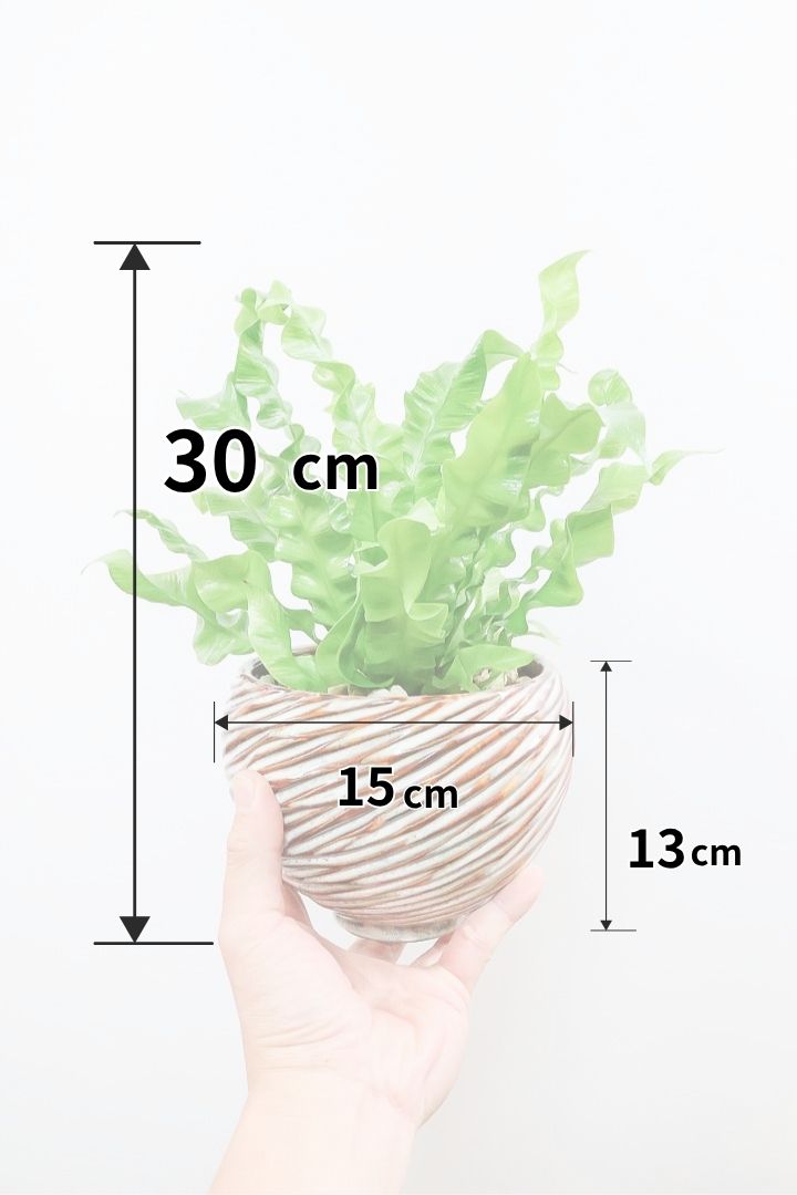 【アスプレニウム クリスピーウェーブ】APEGO初入荷！ウェーブした葉形がたまらなくかわいいんです！日陰に強く育てやすい観葉植物です！