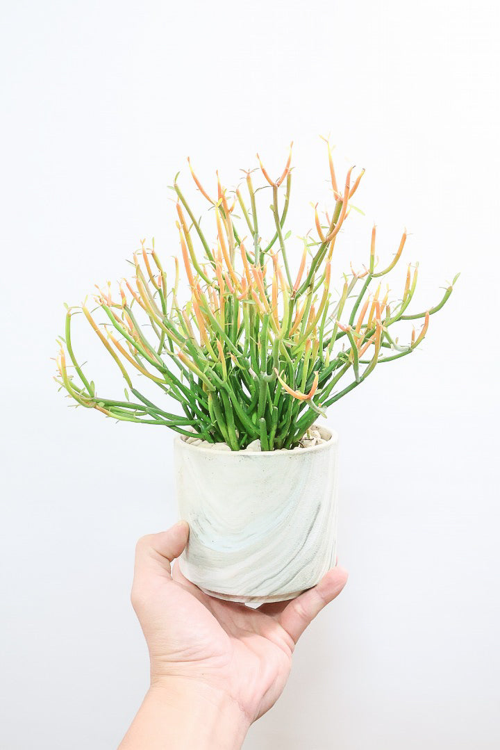 【ミルクブッシュ ファイアースティック】APEGO初入荷！きれいに色付いた品種です！樹液がミルクのように白いことからこの名前になりました！