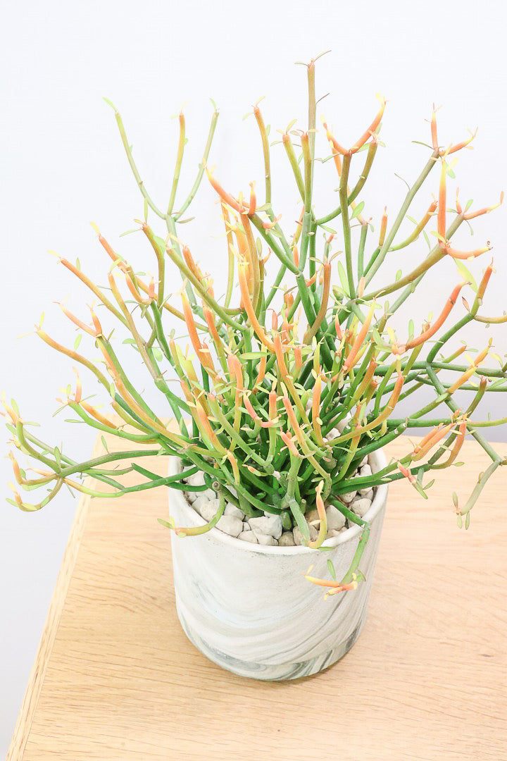 【ミルクブッシュ ファイアースティック】APEGO初入荷！きれいに色付いた品種です！樹液がミルクのように白いことからこの名前になりました！