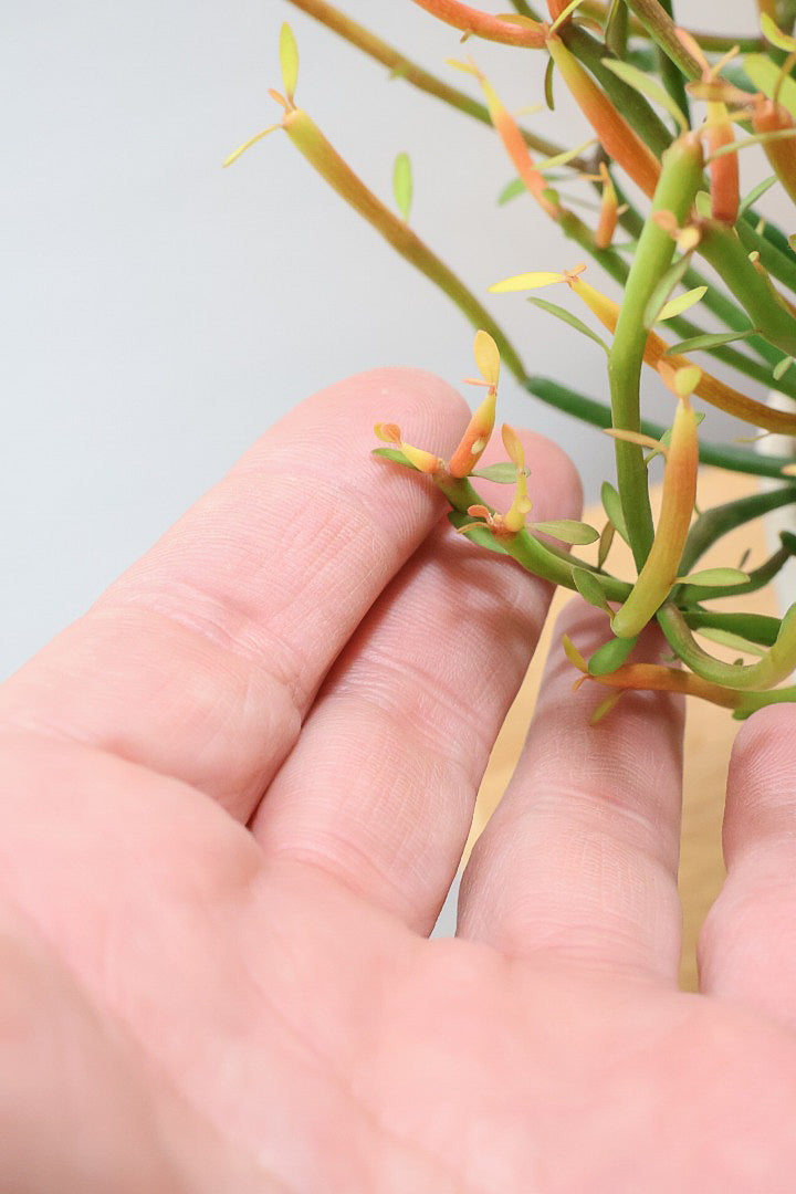 【ミルクブッシュ ファイアースティック】APEGO初入荷！きれいに色付いた品種です！樹液がミルクのように白いことからこの名前になりました！