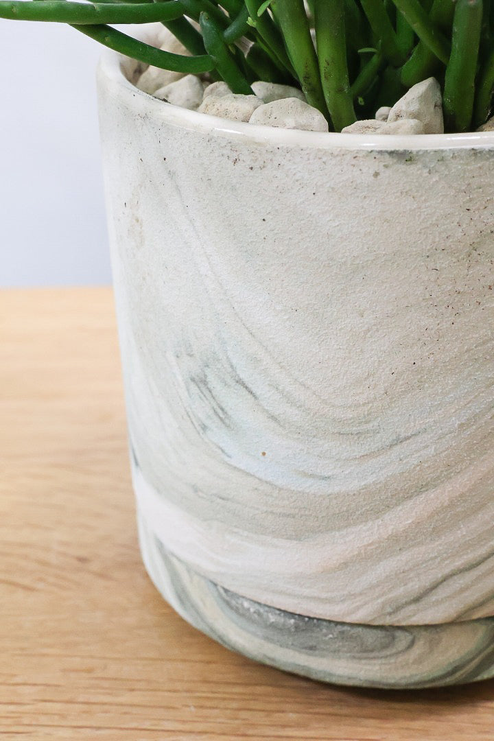 【ミルクブッシュ ファイアースティック】APEGO初入荷！きれいに色付いた品種です！樹液がミルクのように白いことからこの名前になりました！