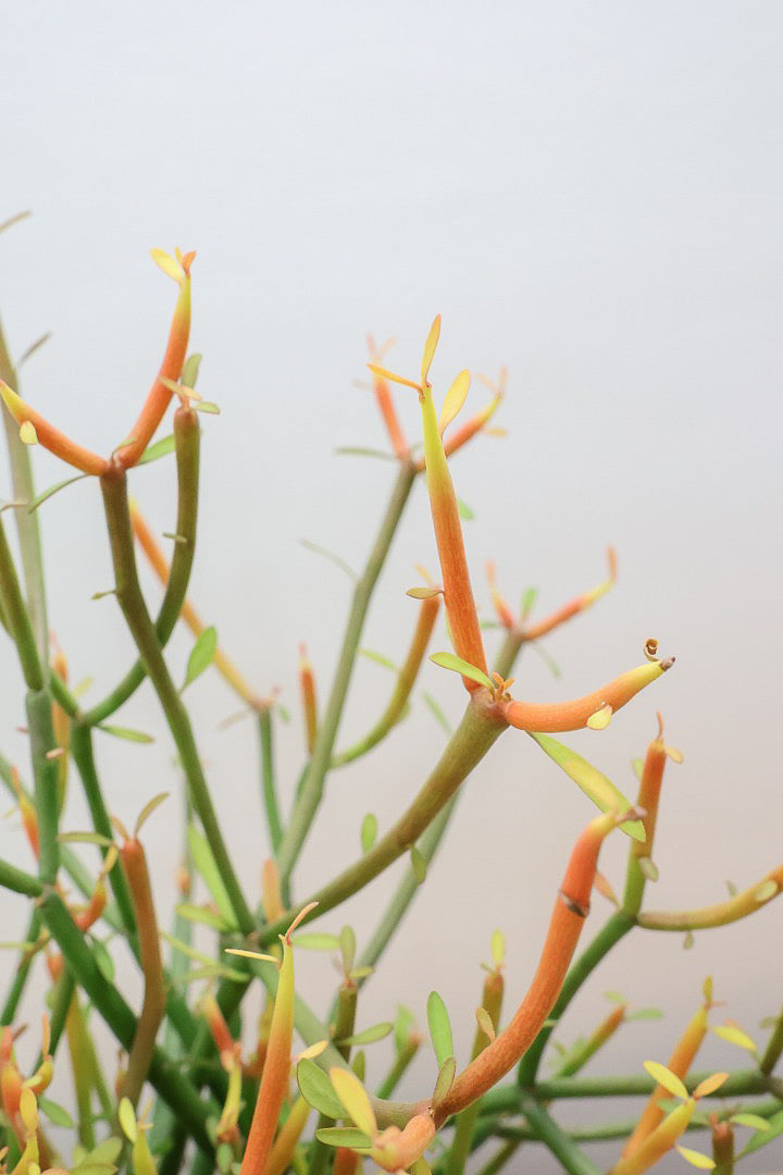 【ミルクブッシュ ファイアースティック】APEGO初入荷！きれいに色付いた品種です！樹液がミルクのように白いことからこの名前になりました！