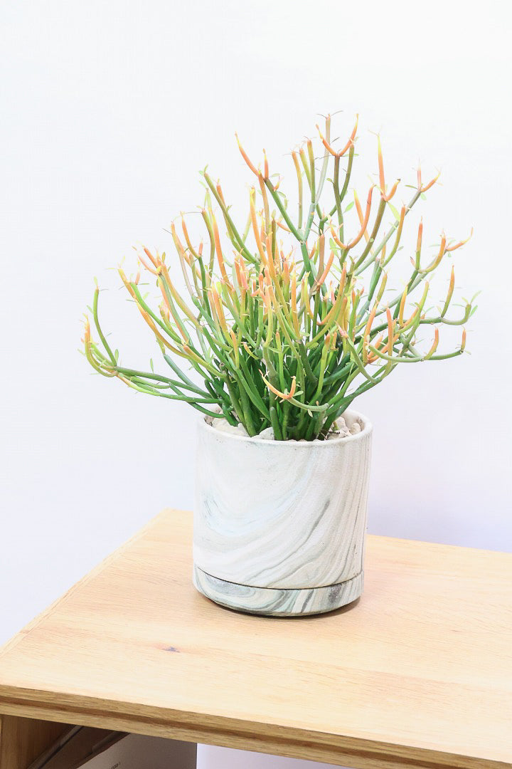 【ミルクブッシュ ファイアースティック】APEGO初入荷！きれいに色付いた品種です！樹液がミルクのように白いことからこの名前になりました！