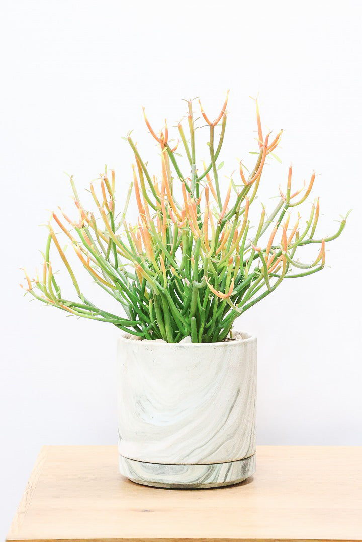 【ミルクブッシュ ファイアースティック】APEGO初入荷！きれいに色付いた品種です！樹液がミルクのように白いことからこの名前になりました！