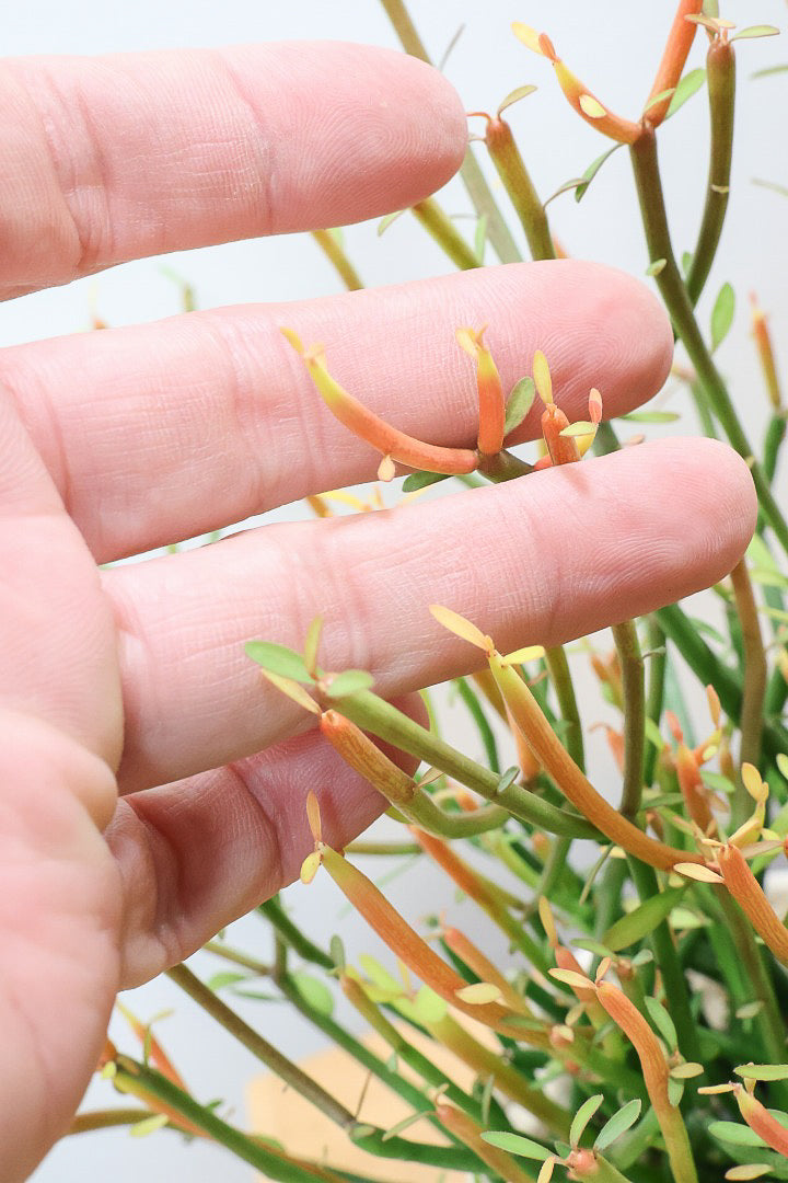 【ミルクブッシュ ファイアースティック】APEGO初入荷！きれいに色付いた品種です！樹液がミルクのように白いことからこの名前になりました！