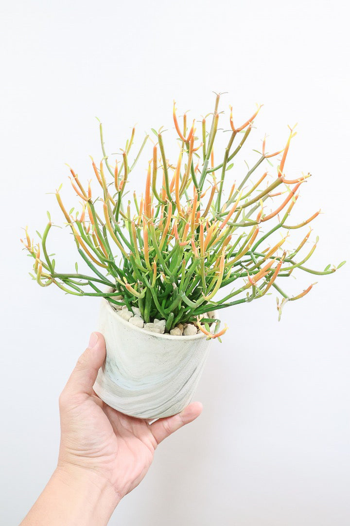 【ミルクブッシュ ファイアースティック】APEGO初入荷！きれいに色付いた品種です！樹液がミルクのように白いことからこの名前になりました！