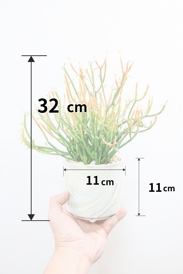 【ミルクブッシュ ファイアースティック】APEGO初入荷！きれいに色付いた品種です！樹液がミルクのように白いことからこの名前になりました！