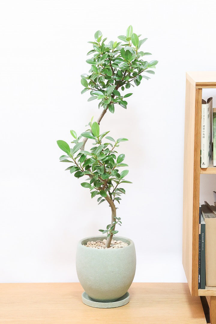 【フランスゴム】とても程よいサイズ感！幹のカーブも素晴らしいおすすめの逸品です！