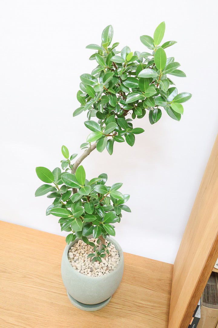 【フランスゴム】とても程よいサイズ感！幹のカーブも素晴らしいおすすめの逸品です！