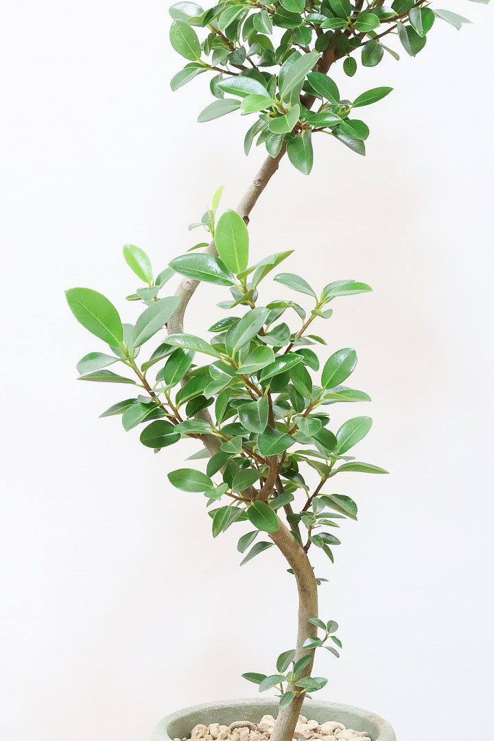 【フランスゴム】とても程よいサイズ感！幹のカーブも素晴らしいおすすめの逸品です！