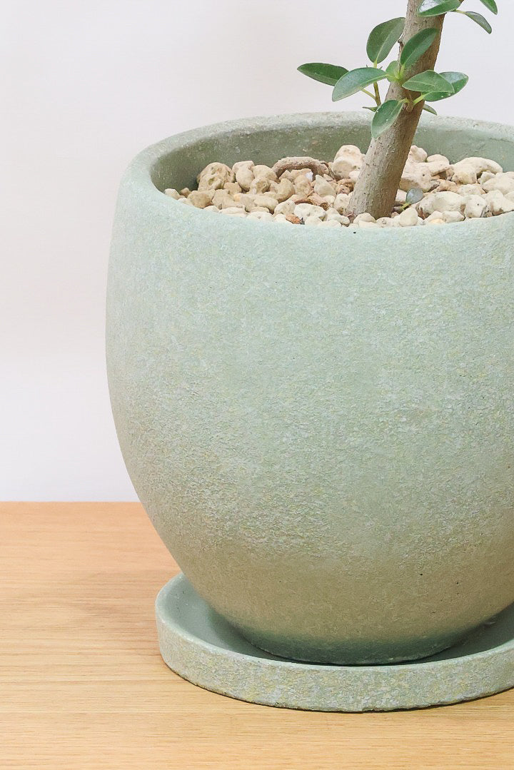 【フランスゴム】とても程よいサイズ感！幹のカーブも素晴らしいおすすめの逸品です！